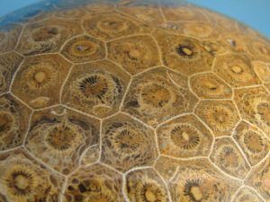 Koralowiec kolonijny - Hexagonaria